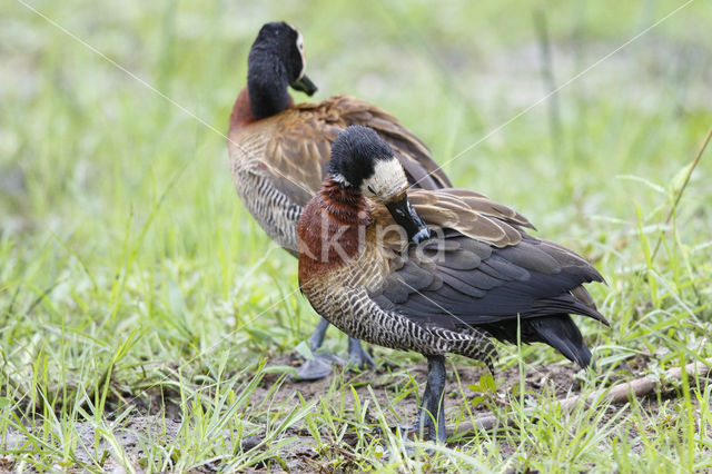 White-faced whistling duck (Dendrocygna viduata)