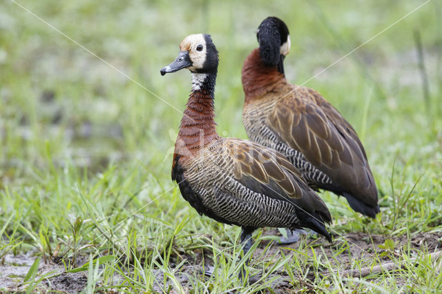 White-faced whistling duck (Dendrocygna viduata)