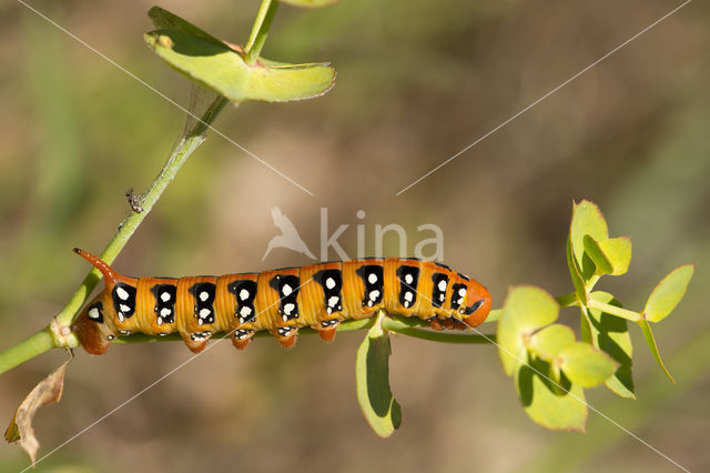 Spurge Hawk-moth (Hyles euphorbiae)