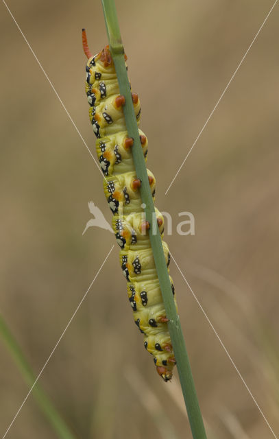 Wolfsmelkpijlstaart (Hyles euphorbiae)