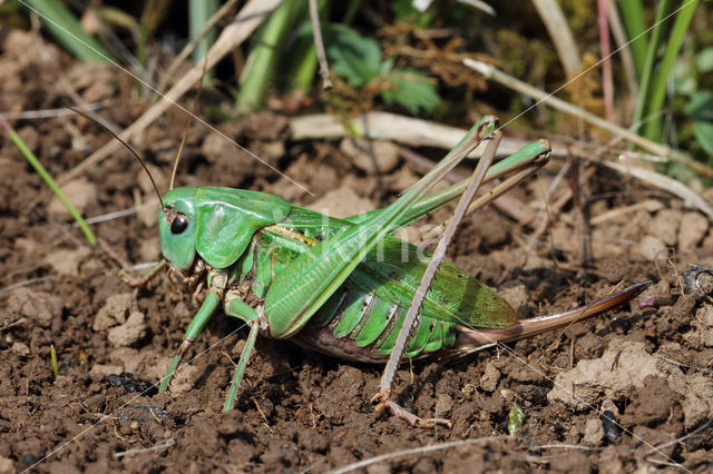 Wart-biter (Decticus verrucivorus)