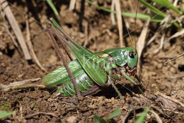 Wart-biter (Decticus verrucivorus)