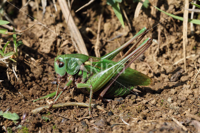 Wrattenbijter (Decticus verrucivorus)