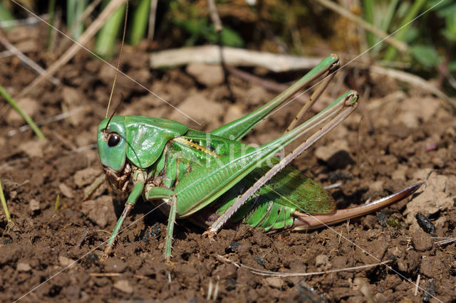 Wrattenbijter (Decticus verrucivorus)