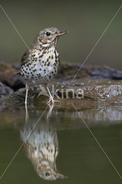 Zanglijster (Turdus philomelos)