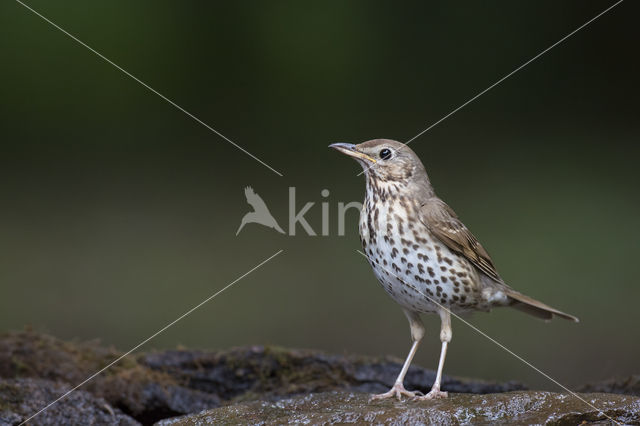 Zanglijster (Turdus philomelos)