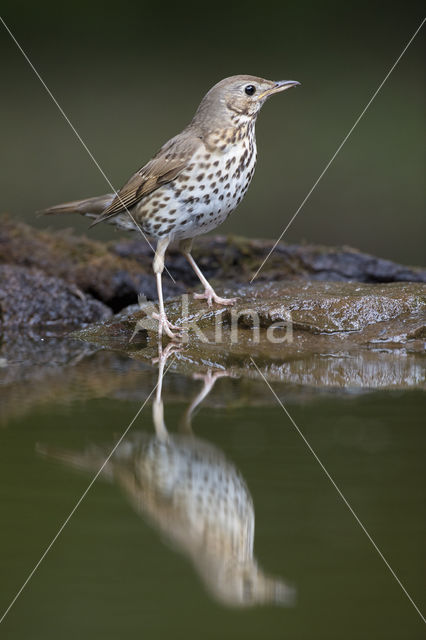 Zanglijster (Turdus philomelos)