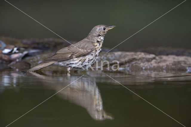 Zanglijster (Turdus philomelos)