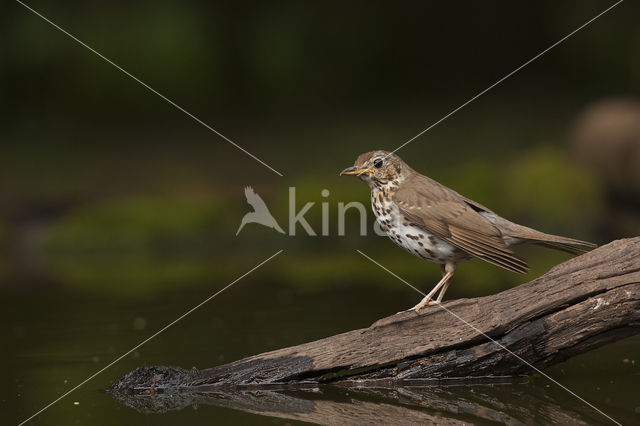 Zanglijster (Turdus philomelos)