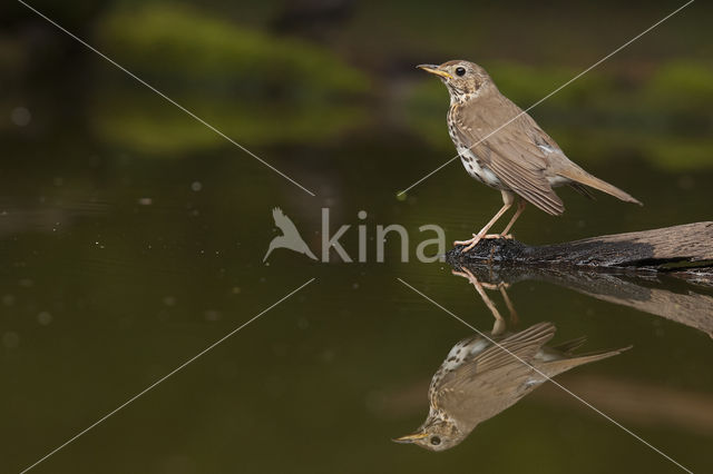 Zanglijster (Turdus philomelos)