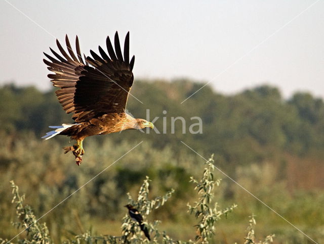 White-tailed Sea Eagle (Haliaeetus albicilla)