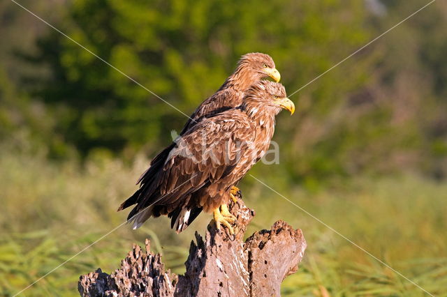 Zeearend (Haliaeetus albicilla)