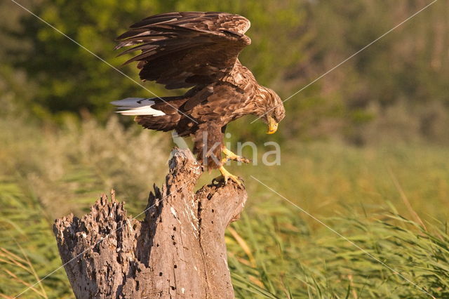 Zeearend (Haliaeetus albicilla)