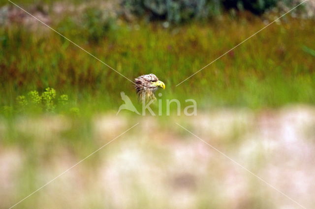 Zeearend (Haliaeetus albicilla)