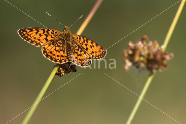 Small Pearl-Bordered Fritillary (Boloria selene)