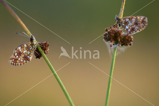 Zilveren maan (Boloria selene)