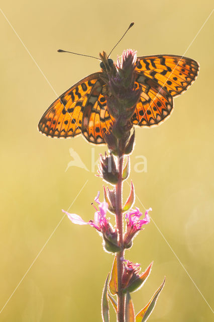 Small Pearl-Bordered Fritillary (Boloria selene)