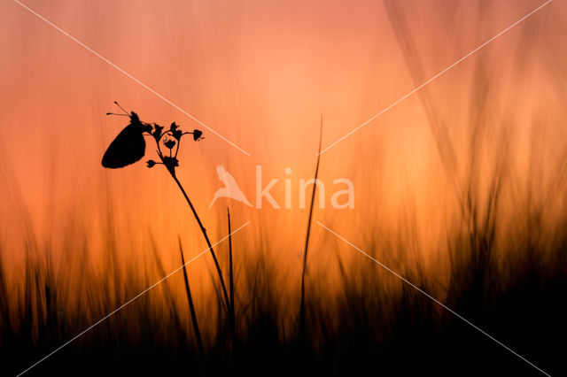 Zilveren maan (Boloria selene)