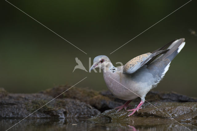 Zomertortel (Streptopelia turtur)