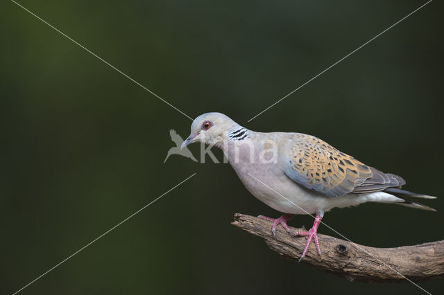 Zomertortel (Streptopelia turtur)