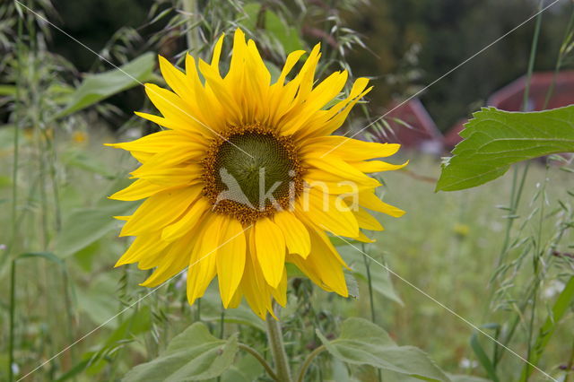 Common Annual Sunflower (Helianthus annuus)