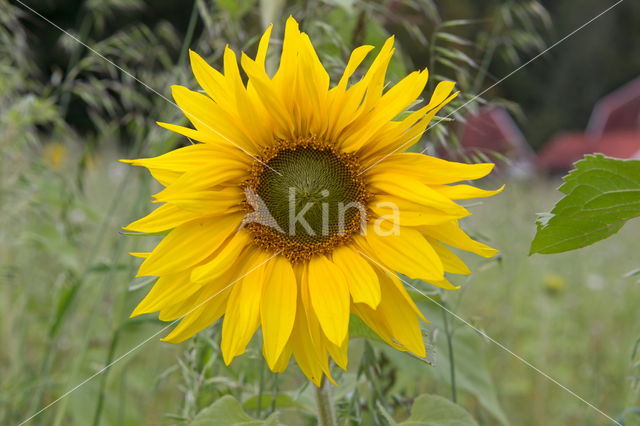 Zonnebloem (Helianthus annuus)