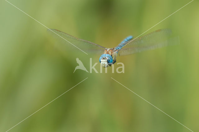 Zuidelijke glazenmaker (Aeshna affinis)