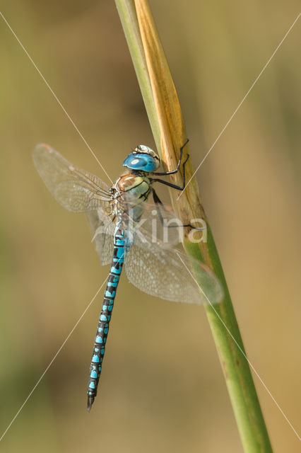 Zuidelijke glazenmaker (Aeshna affinis)