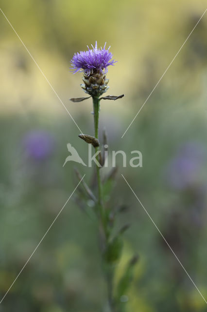 lesser knapweed (Centaurea nigra)