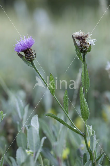 lesser knapweed (Centaurea nigra)