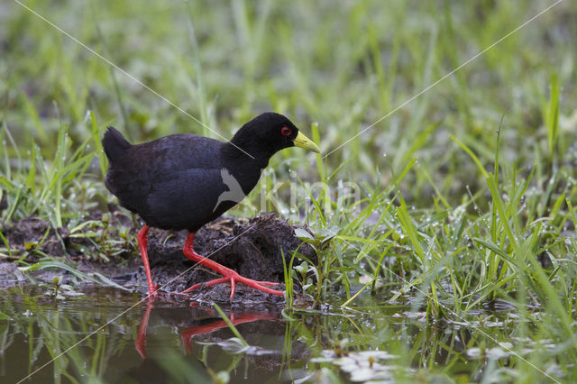 Zwart Porseleinhoen (Amaurornis flavirostra)