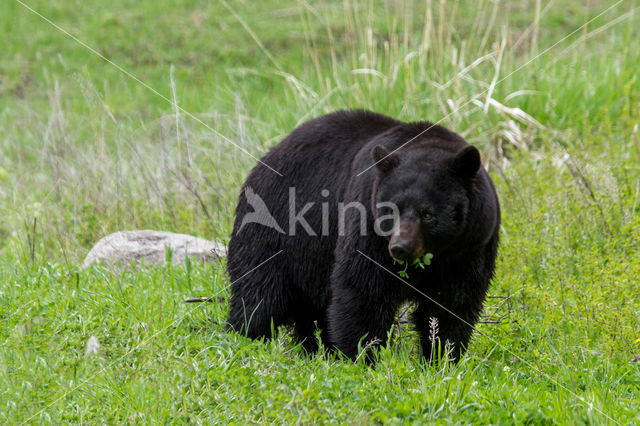 American black bear (Ursus americanus)