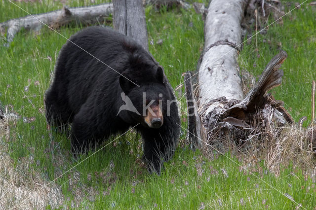 Zwarte beer (Ursus americanus)