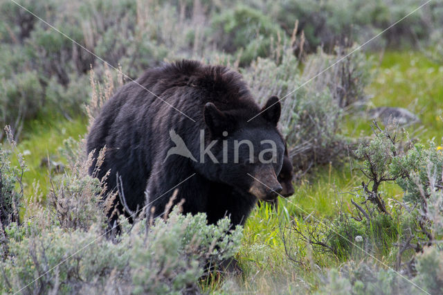 American black bear (Ursus americanus)