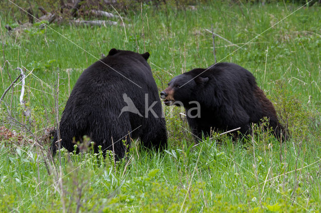 American black bear (Ursus americanus)