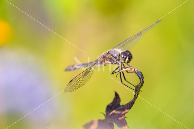 Zwarte heidelibel (Sympetrum danae)