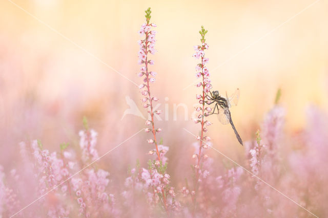 Zwarte heidelibel (Sympetrum danae)