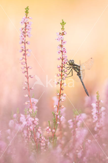 Zwarte heidelibel (Sympetrum danae)