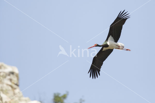 Black Stork (Ciconia nigra)