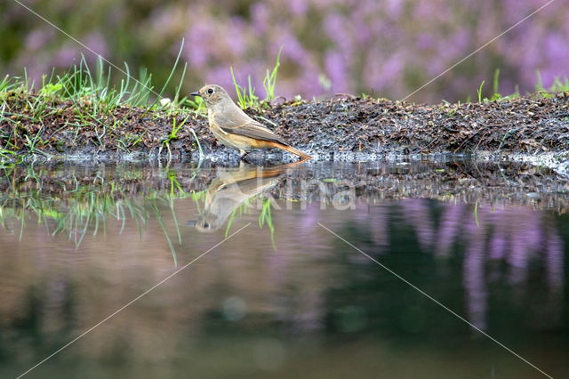 Black Redstart (Phoenicurus ochruros)