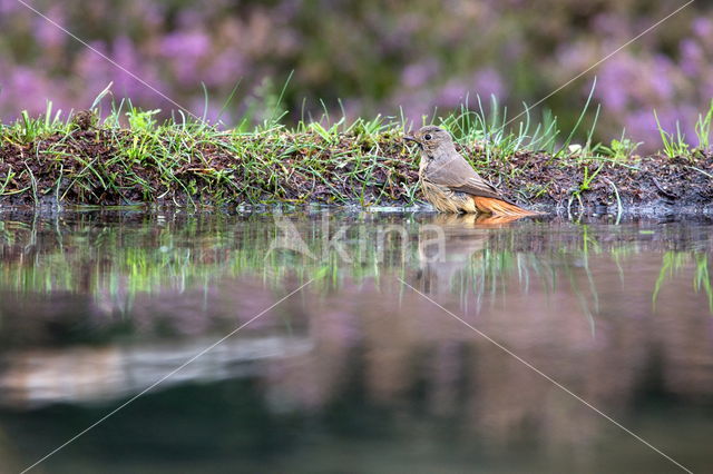 Black Redstart (Phoenicurus ochruros)