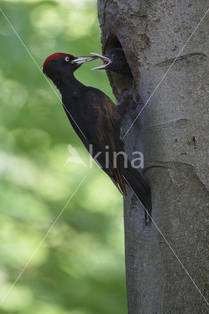 Black Woodpecker (Dryocopus martius)