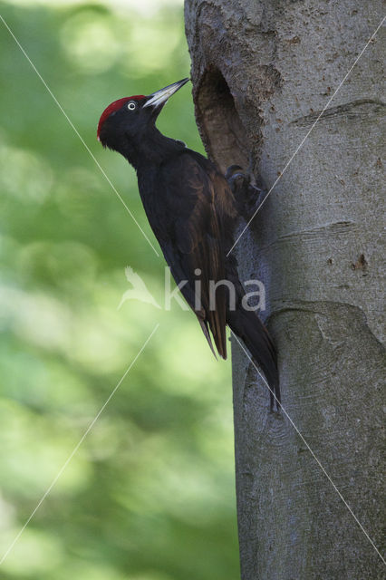 Black Woodpecker (Dryocopus martius)