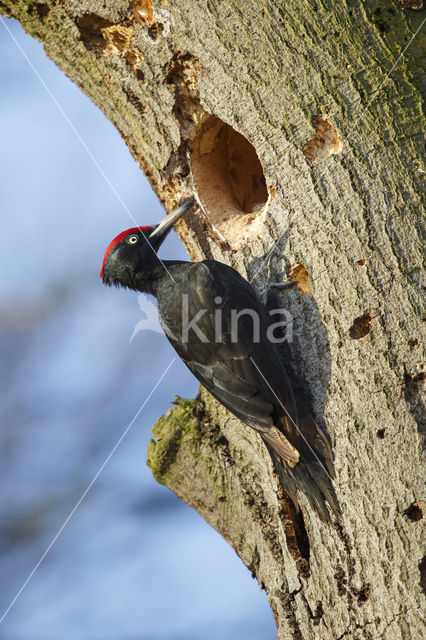 Black Woodpecker (Dryocopus martius)