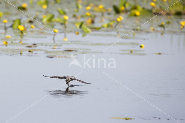 Black Tern (Chlidonias niger)
