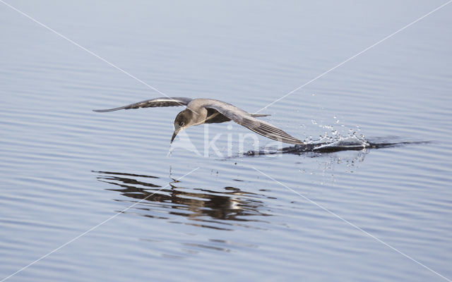 Black Tern (Chlidonias niger)