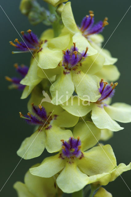 Dark Mullein (Verbascum nigrum)