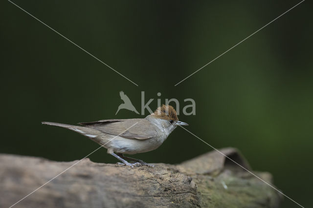 Zwartkop (Sylvia atricapilla)