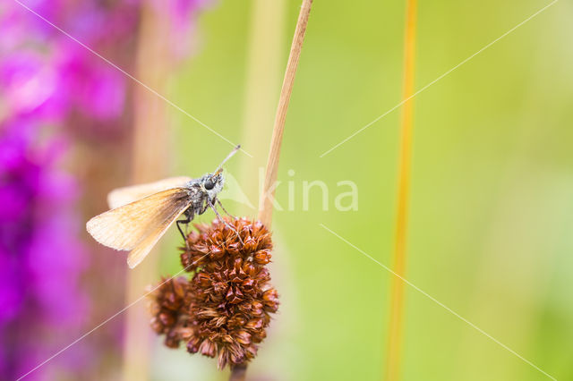 european skipper (Thymelicus lineola)