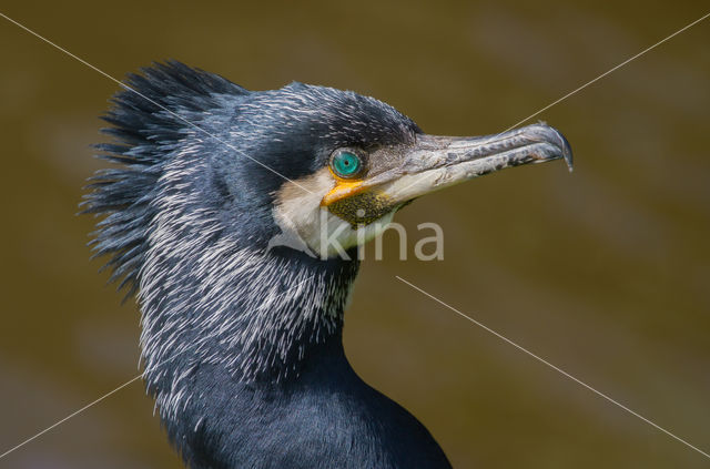 Aalscholver (Phalacrocorax carbo)